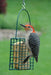Basic Hanging Singles Suet Cage - AudubonBerry Hill - Country Living Products