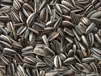 Striped Sunflower Seed - 50lb bag - Berry Hill - Country Living Products