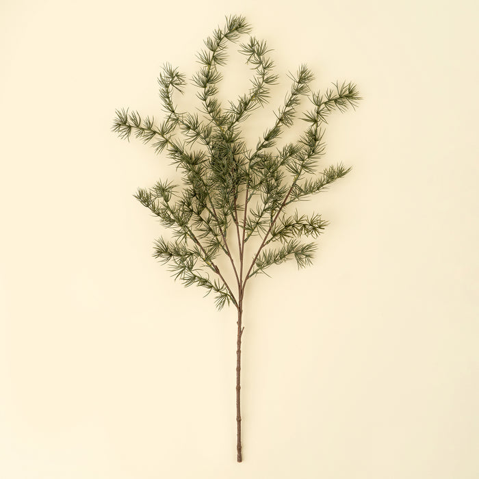 Evergreen Larch Sprig