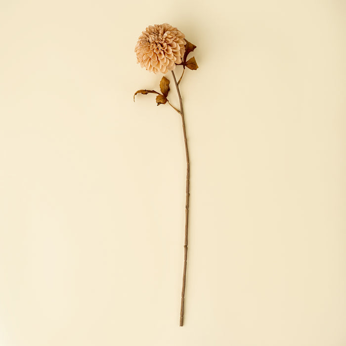 Pompon Dahlia Stem - Cream