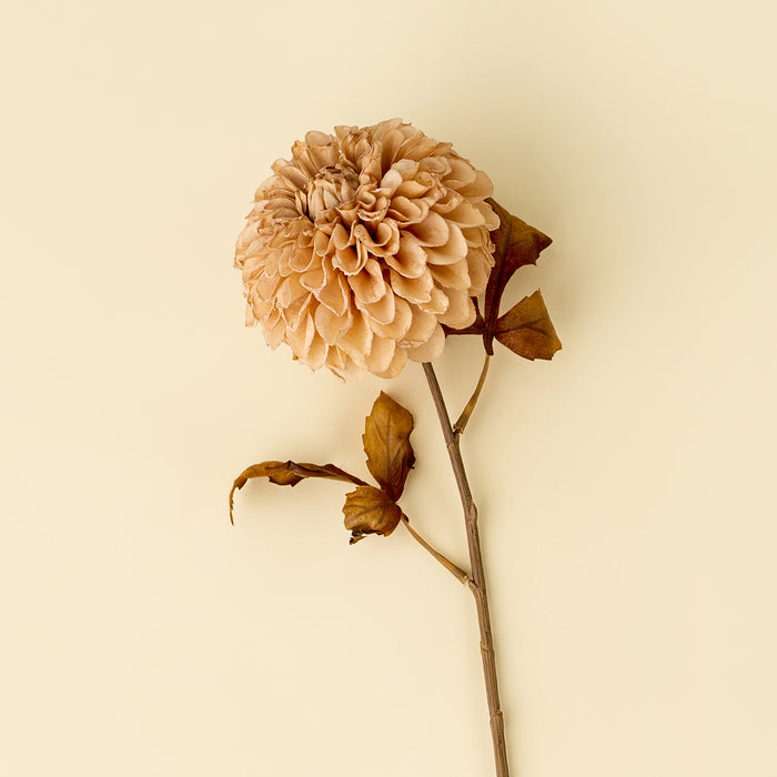 Pompon Dahlia Stem - Cream