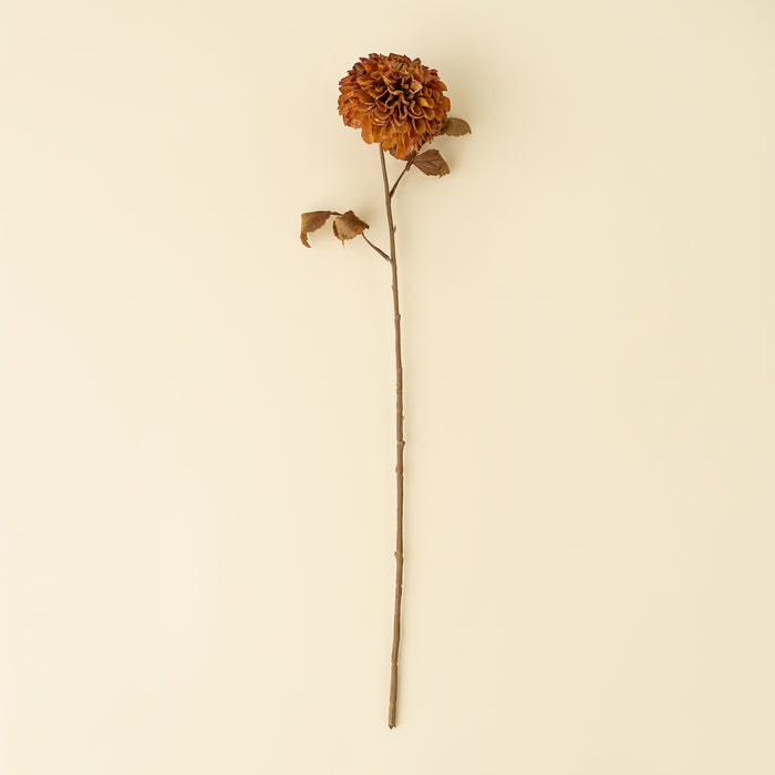Pompon Dahlia Stem - Brown