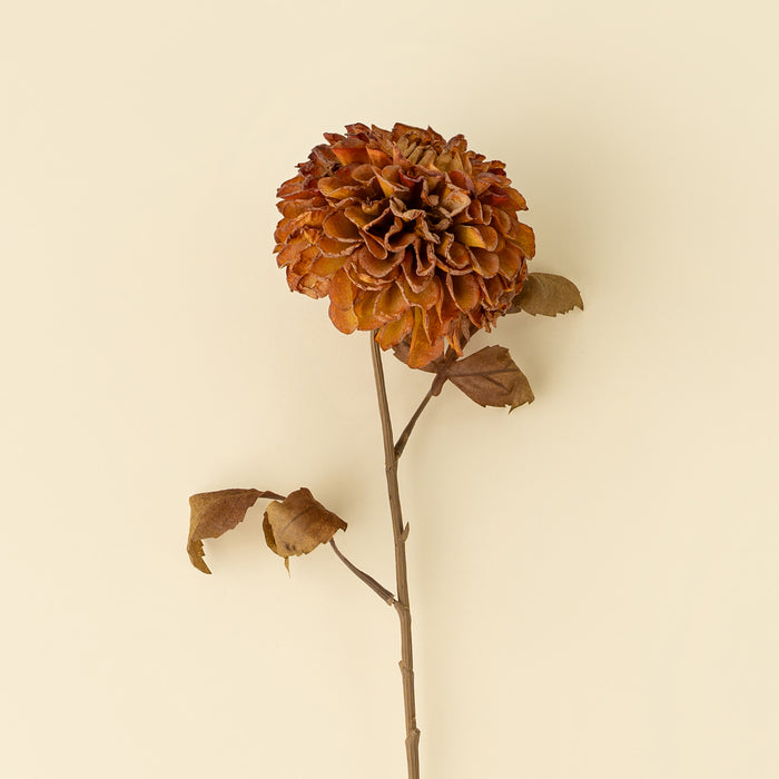 Pompon Dahlia Stem - Brown