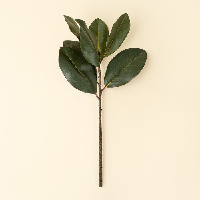 Magnolia Leaf Branch