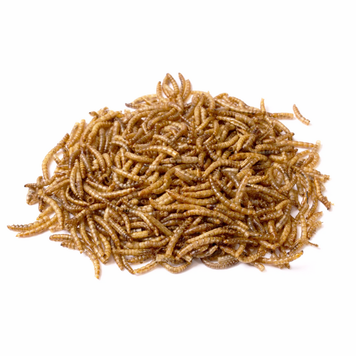 Dried Mealworms - 14oz Bag