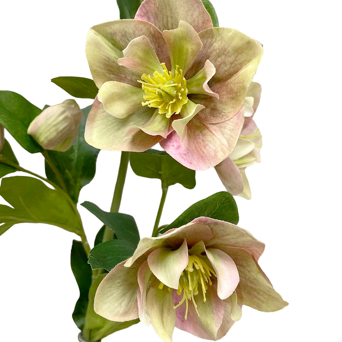 32" Fresh Touch Pink Green Helleboes Spray