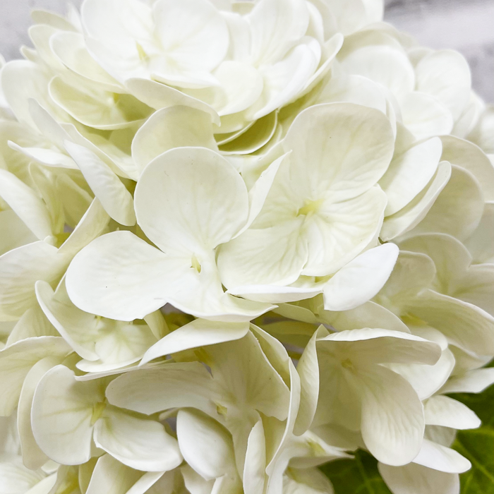 12" Fresh Touch Hydrangea Stem - Cream Green