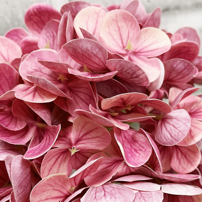 12" Fresh Touch Hydrangea Stem - Rose