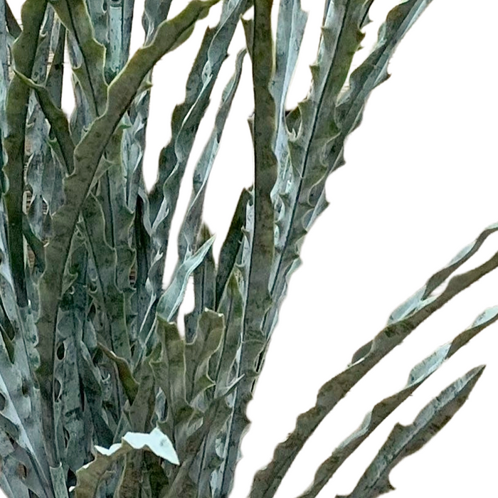 31" Green Thistle Bush