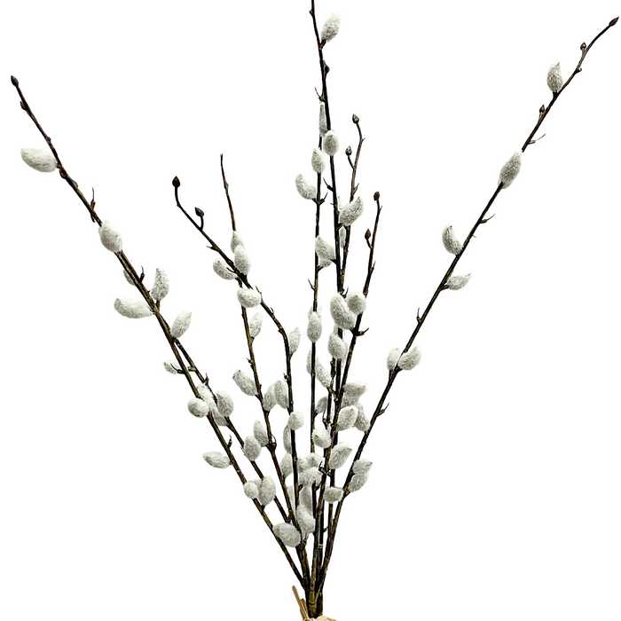 21.5" Pussy Willow Bundle