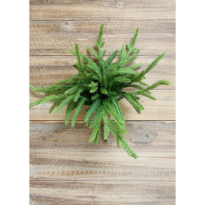 12 Inch Fresh Touch Norfolk Pine Pick - 5 Piece Bundle