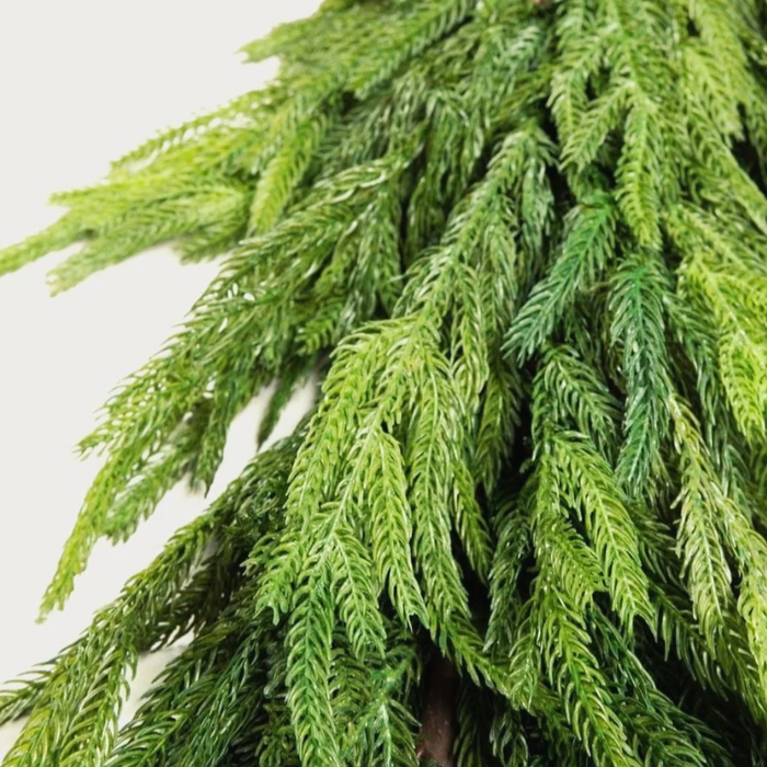 77 Inch Fresh Touch Thick Norfolk Pine Garland