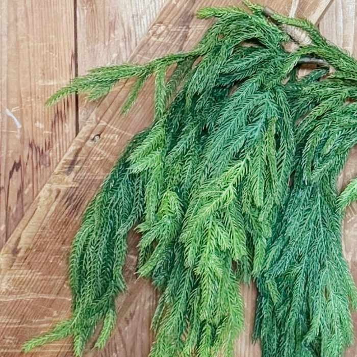 40 Inch Fresh Touch Norfolk Dripping Pine Garland