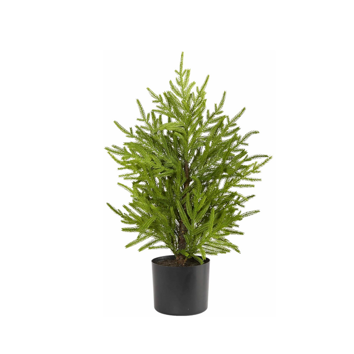 19 Inch Fresh Touch Norfolk Pine Tree in Plastic Pot