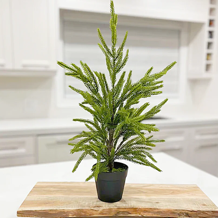 19 Inch Fresh Touch Norfolk Pine Tree in Plastic Pot