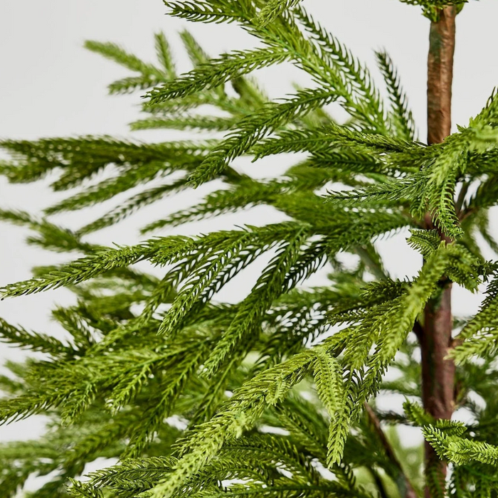 40 Inch Fresh Touch Norfolk Pine Tree Potted in Plastic Pot