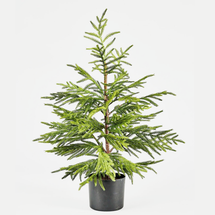 40 Inch Fresh Touch Norfolk Pine Tree Potted in Plastic Pot