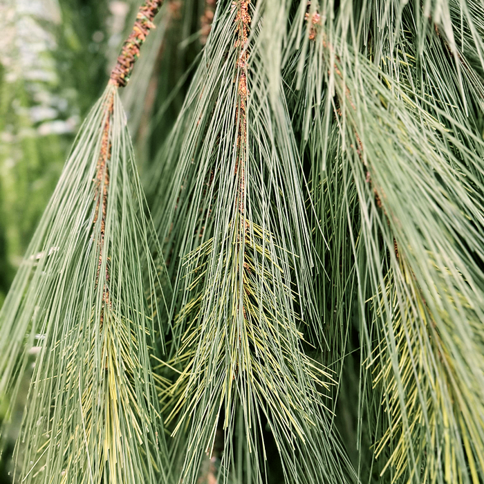 6 Foot-Long Needle Multi Pine Hanging Vine Garland