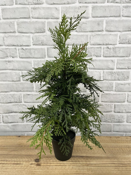 19.5" Northern White Cedar Tree In Pot