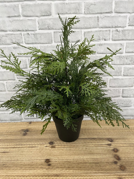 18" Northern White Cedar Tree In Pot