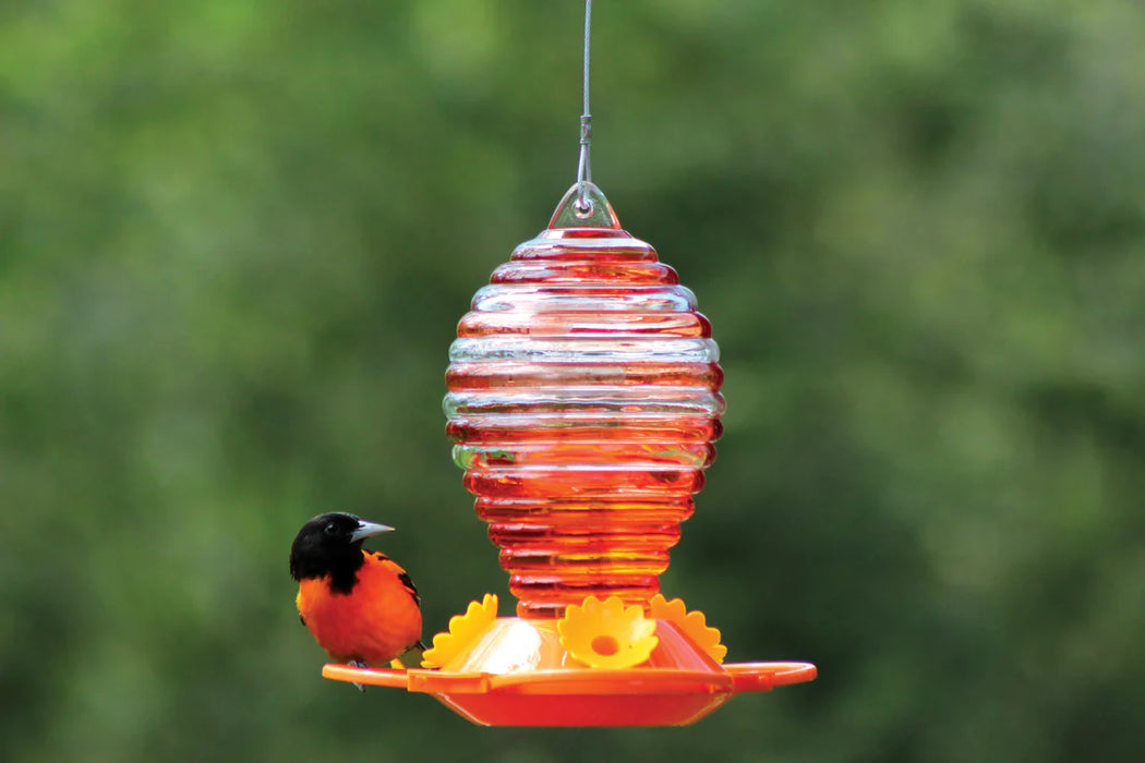 Painted Oriole Feeder - Glass
