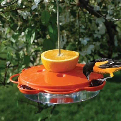 12 oz. 3-in-1 Oriole Dish - AudubonBerry Hill - Country Living Products