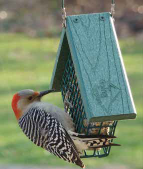 Going Green™ Suet Feeder - WoodlinkBerry Hill - Country Living Products