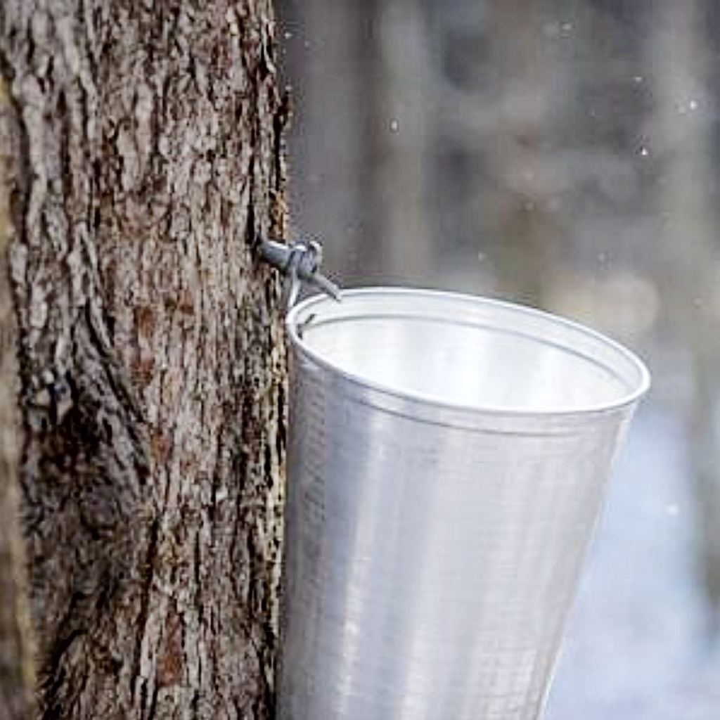 Maple Syrup Supplies Maple Sap Buckets, Spiles & Much More — Berry Hill