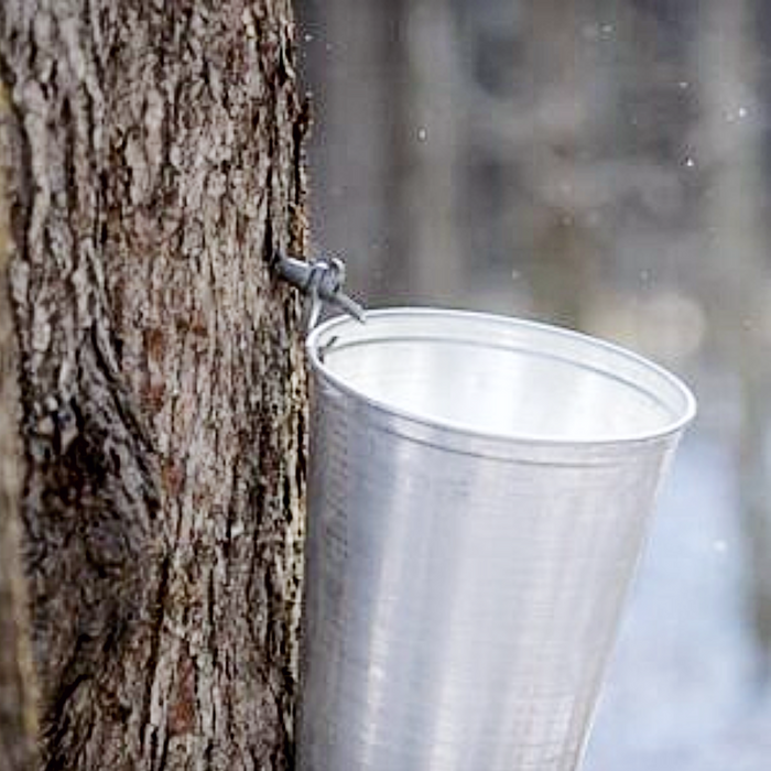 Maple Syrup Sap Bucket-Metal