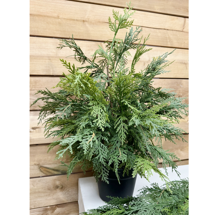 24" Fresh Touch Northern White Cedar in Plastic Black Pot