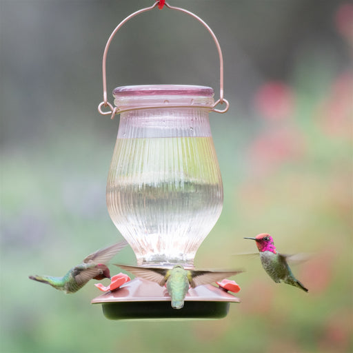 Rose Gold Top-Fill Glass Hummingbird Feeder 24 oz - Berry Hill - Country Living Products