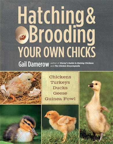 Hatching and Brooding Your Own Chicks - Berry Hill - Country Living Products
