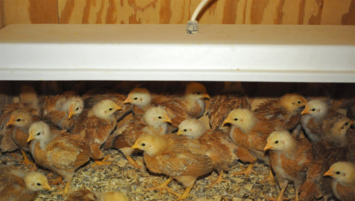 Sweeterheater 11" x 16" Brooder - Berry Hill - Country Living Products