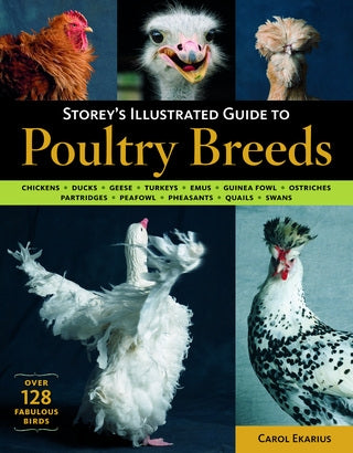 Storey's Illustrated Guide to Poultry Breeds - Berry Hill - Country Living Products