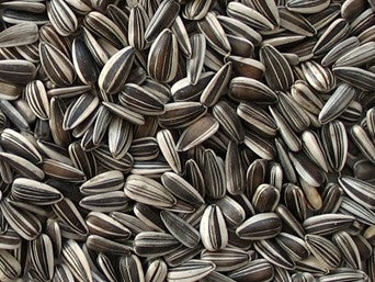 Striped Sunflower Seed - 50lb bag — Berry Hill