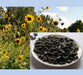Black Oil Sunflower Seed - 50lb bag - Berry Hill - Country Living Products