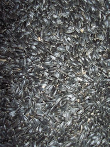 sunflower seeds to plant 50 lb bag Black Oil Sunflower Seed