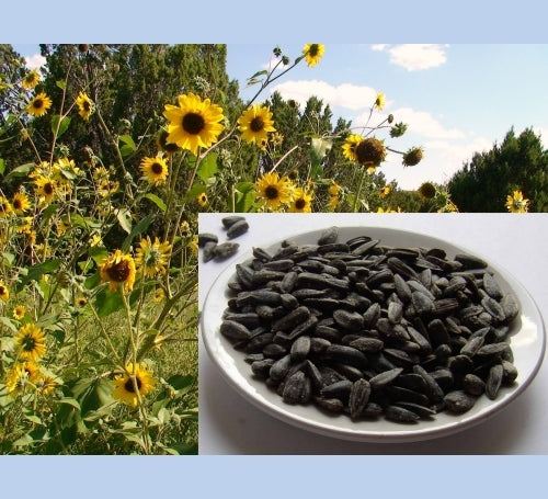 black seed sunflower plant Black Oil Sunflower Seed