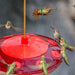 Hummingbird Feeder - Droll Yankee Happy Eight - Berry Hill - Country Living Products